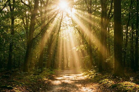 Feixes de luz solar atravessando as folhas de árvores em uma floresta, simbolizando a superação do medo de sentir e a abertura de novos caminhos.