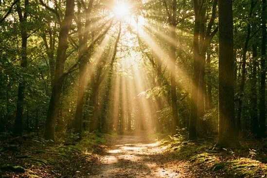 Feixes de luz solar atravessando as folhas de árvores em uma floresta, simbolizando a superação do medo de sentir e a abertura de novos caminhos.