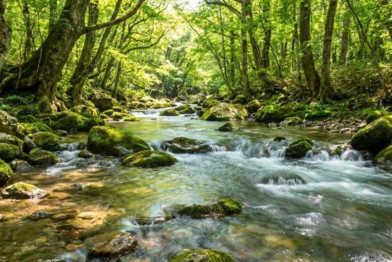 Riacho fluindo suavemente entre pedras na floresta, respondendo visualmente que o tantra pode curar trauma quando há fluxo seguro.