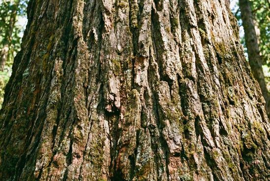 Tronco de árvore robusto e vertical, simbolizando o código de ética do terapeuta tântrico como estrutura de sustentação.