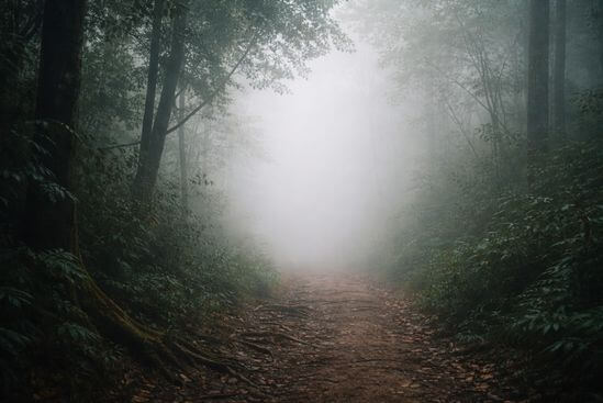 Trilha de terra entre árvores desaparecendo sob neblina espessa, onde o chão visível se dissolve na bruma — imagem que evoca a perda de referências quando falta ética no tantra.