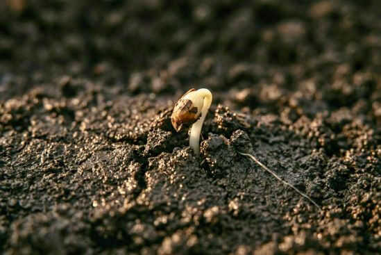 Broto minúsculo recém-emergido da terra escura em close macro com luz lateral suave, evocando como integrar a experiência após a terapia tântrica como germinação silenciosa que acontece no tempo do corpo.